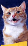 amiQure cats